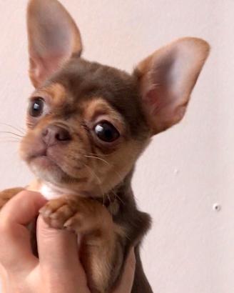 Cuccioli chihuahua femmina mini/ toy