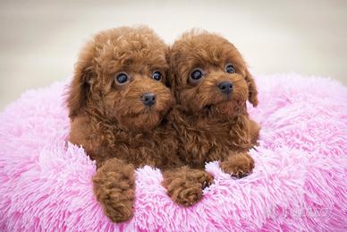 Cuccioli D'Appartamento