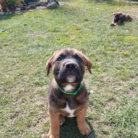 Cucciolo incrocio boxer