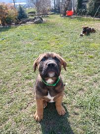 Cucciolo incrocio boxer