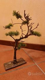 bonsai per presepe