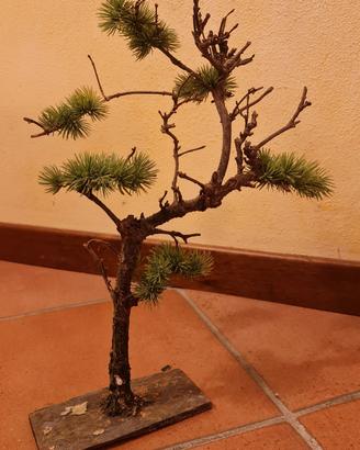 bonsai per presepe
