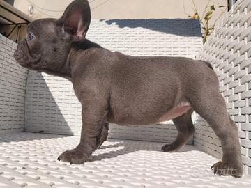 Cuccioli bulldog francese esotico - blu