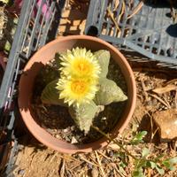 astrophytum myriostigma 