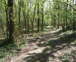 Terreno bosco Almese