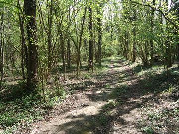 Terreno bosco Almese