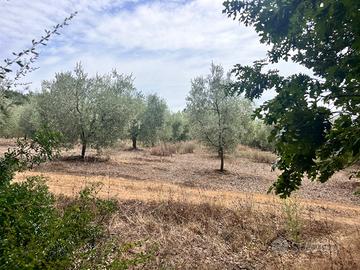 Toscana (Rosignano M.mo)