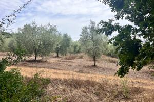 Toscana (Rosignano M.mo)