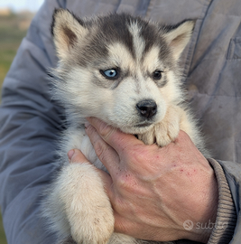 Cuccioli di siberian husky