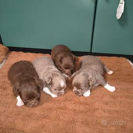 Chihuahua a pelo lungo maschio