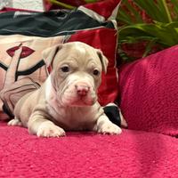Pitbull ukc