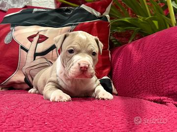 Pitbull ukc