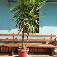 pianta tronchetto della felicità 