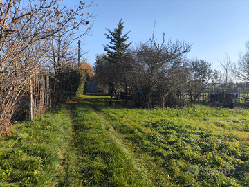 Terreno 1 ha con olivi vinga acqua luce rimessa