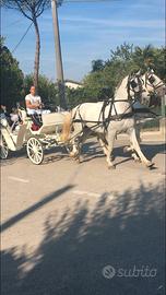 Cavallo per tiro carrozza 