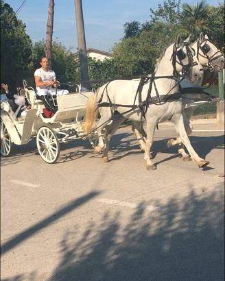Cavallo per tiro carrozza 