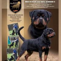 Disponibili cuccioli Rottweiler