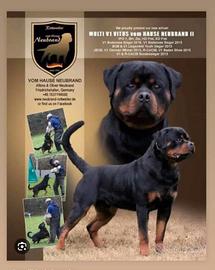 Disponibili cuccioli Rottweiler