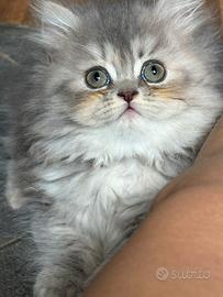 Dolcissima gattina persiana