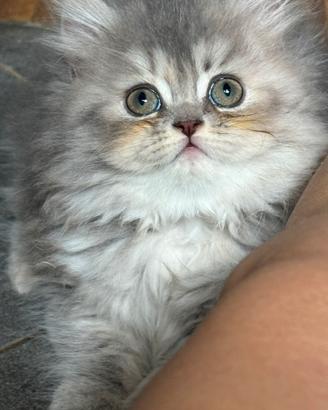 Dolcissima gattina persiana