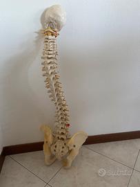 modello colonna vertebrale