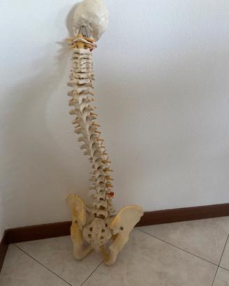 modello colonna vertebrale
