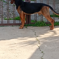 Segugio svizzero, bruno del giura