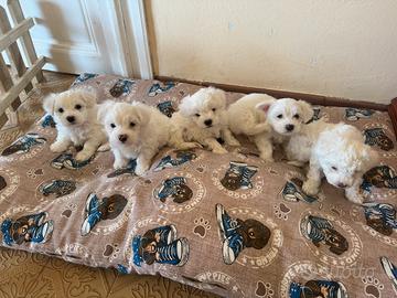 Cuccioli di Maltese