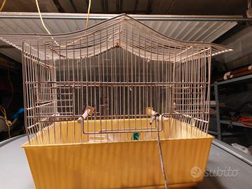 gabbie canarini pappagalli