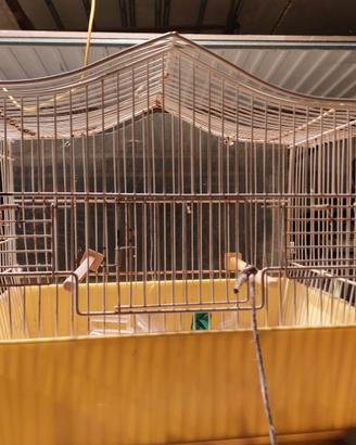 gabbie canarini pappagalli