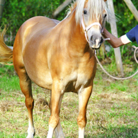 Cavalla haflinger avelignese per tutti