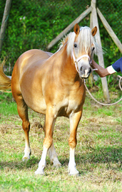 Cavalla haflinger avelignese per tutti