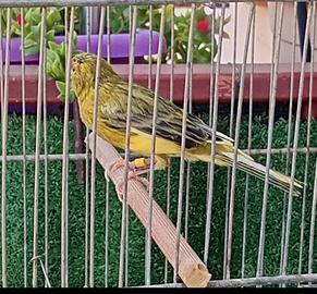 Canarino timbrato maschio