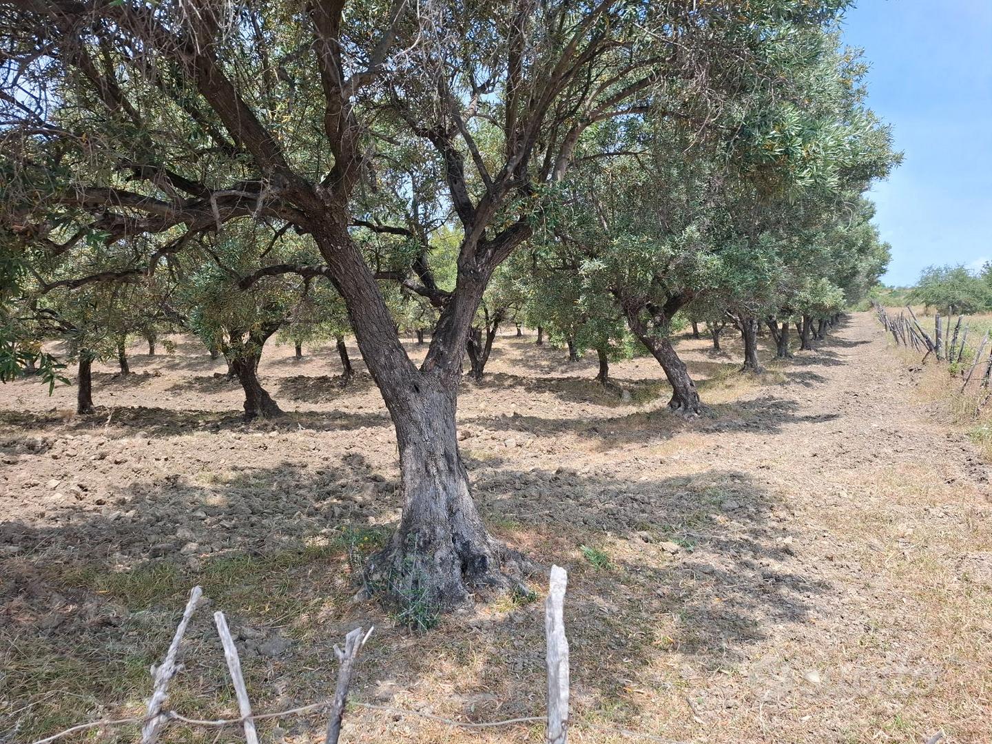 terreno ulivetato - Vista 2