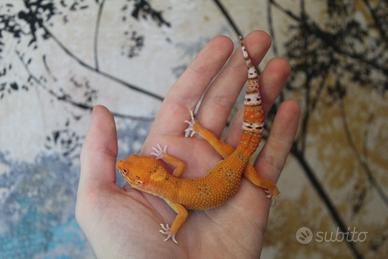 Geco leopardino