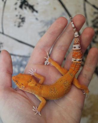Geco leopardino