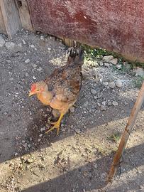 C.A.M.B.IO GALLO E GALLETTO
