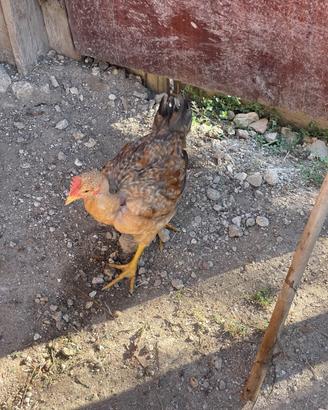 C.A.M.B.IO GALLO E GALLETTO