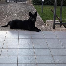 Cucciolone taglia piccola