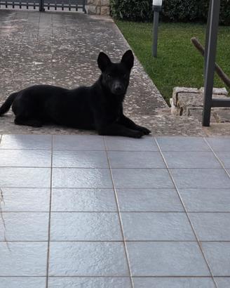 Cucciolone taglia piccola