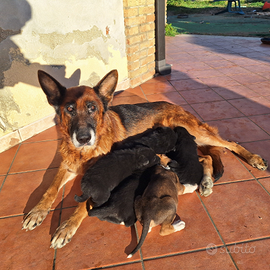 Cuccioli incrocio pastore tedesco