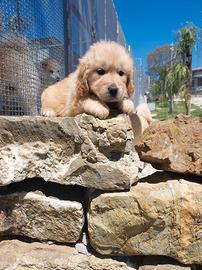 Golden retriver ped enci