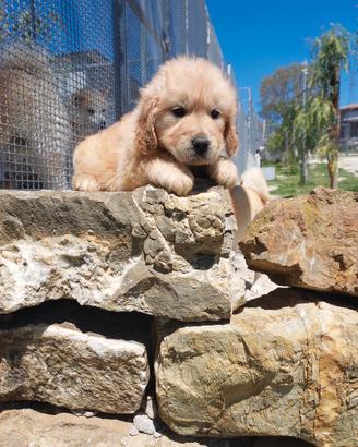 Colorado Golden retriver ped enci