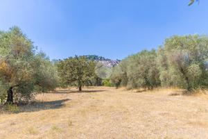TER. AGRICOLO A GUIDONIA MONTECELIO