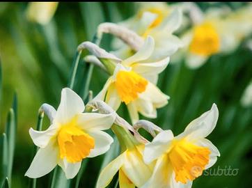 Bulbi fiore narciso