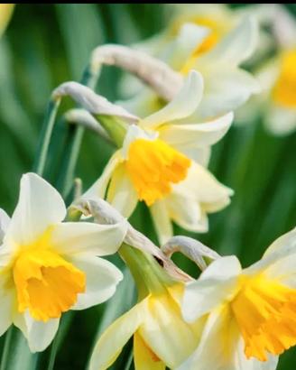 Bulbi fiore narciso