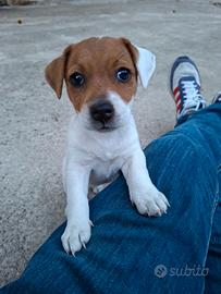 Cucciolo di Jack Russel Terrier (FEMMINA)