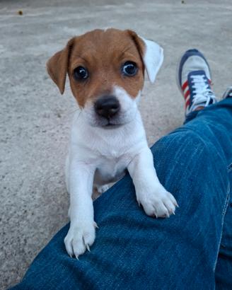 Cucciolo di Jack Russel Terrier (FEMMINA)