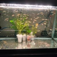 acquario LT 60 legg.descrizione 