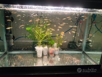 acquario LT 60 legg.descrizione 